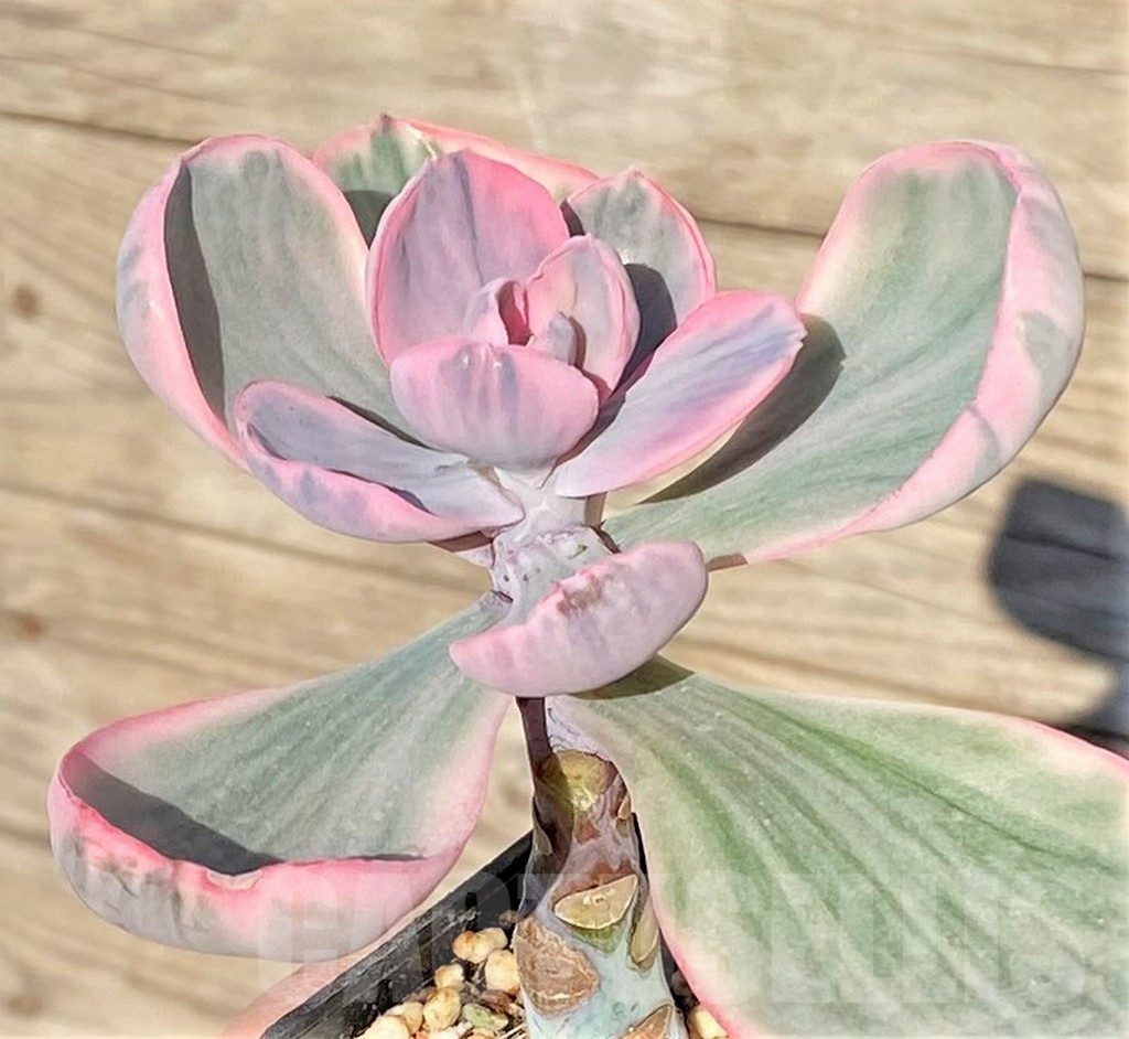 SHPR38833 Echeveria 'Pink Angel' - Imagen 2