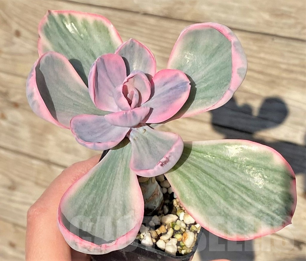 SHPR38833 Echeveria 'Pink Angel' - Imagen 3