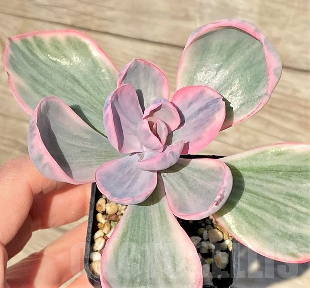 SHPR38833 Echeveria 'Pink Angel'