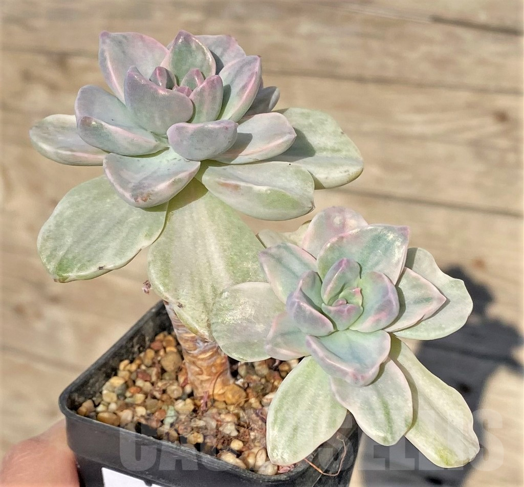 SHPR38834 Graptoveria ‘Mrs Richards’ f. variegata - Image 2