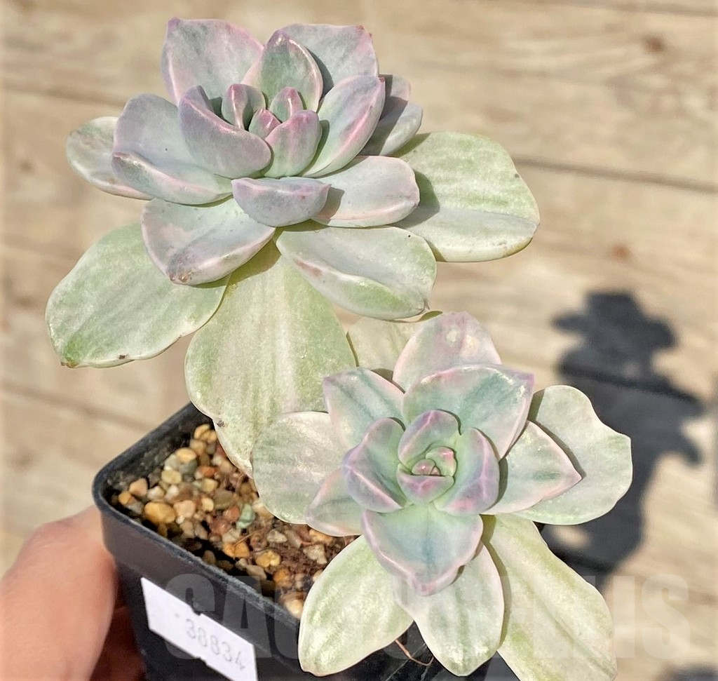 SHPR38834 Graptoveria ‘Mrs Richards’ f. variegata