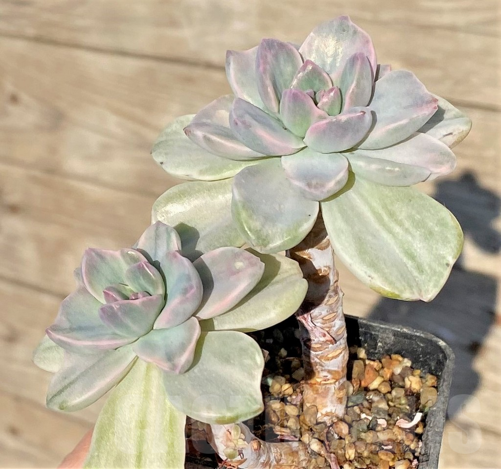 SHPR38834 Graptoveria ‘Mrs Richards’ f. variegata - Image 3