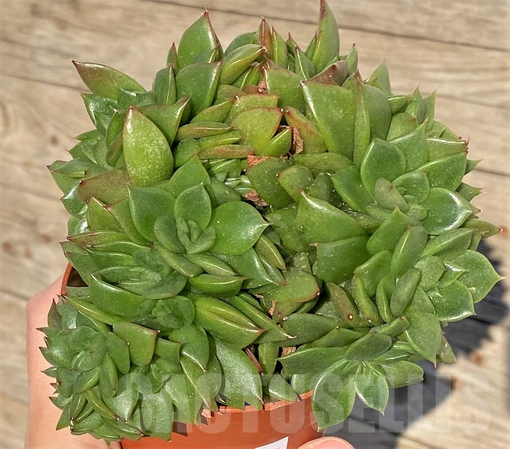 SHPR38835 Echeveria agavoides f. cristata - immagine 2
