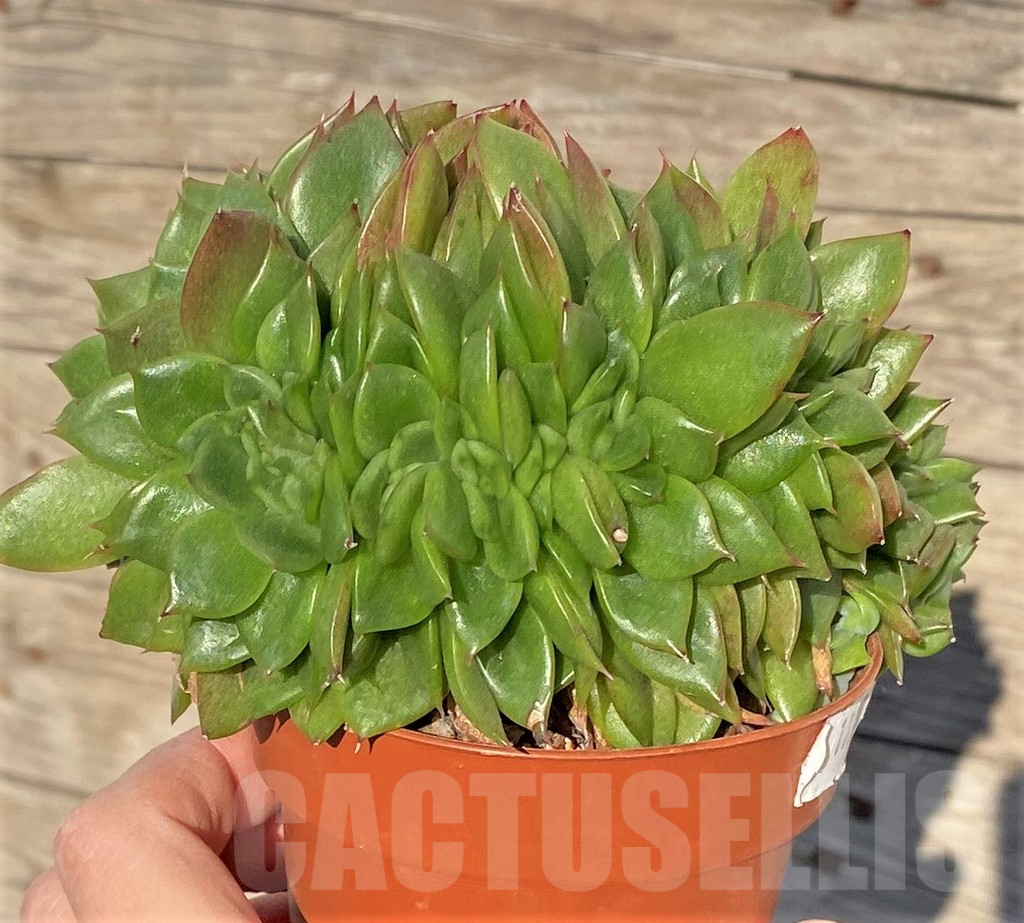 SHPR38835 Echeveria agavoides f. cristata
