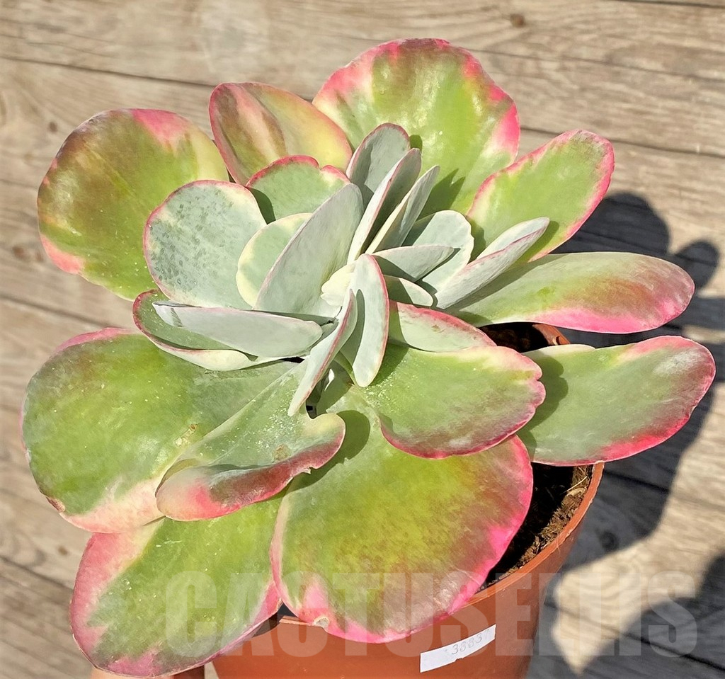 SHPR38837 Kalanchoe thyrsiflora f. variegata - Obrázek 2