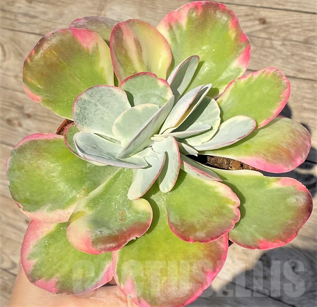 SHPR38837 Kalanchoe thyrsiflora f. variegata