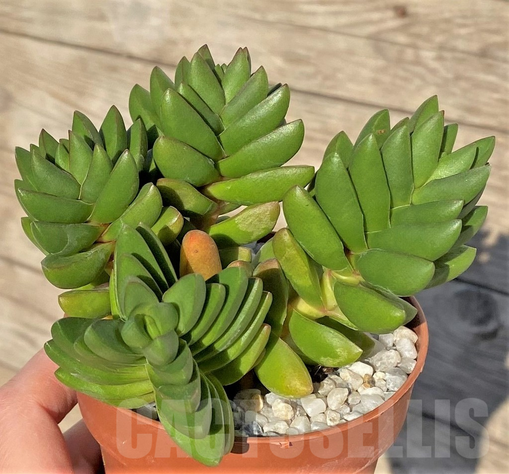 SHPR38838 Crassula ‘Ben’ – Image 2