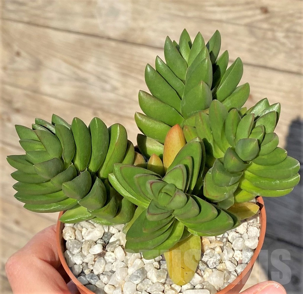 SHPR38838 Crassula ‘Ben’