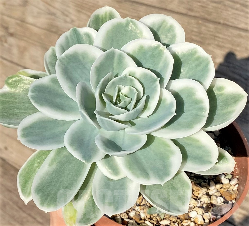SHPR38816 Echeveria ‘Lemon Lime’