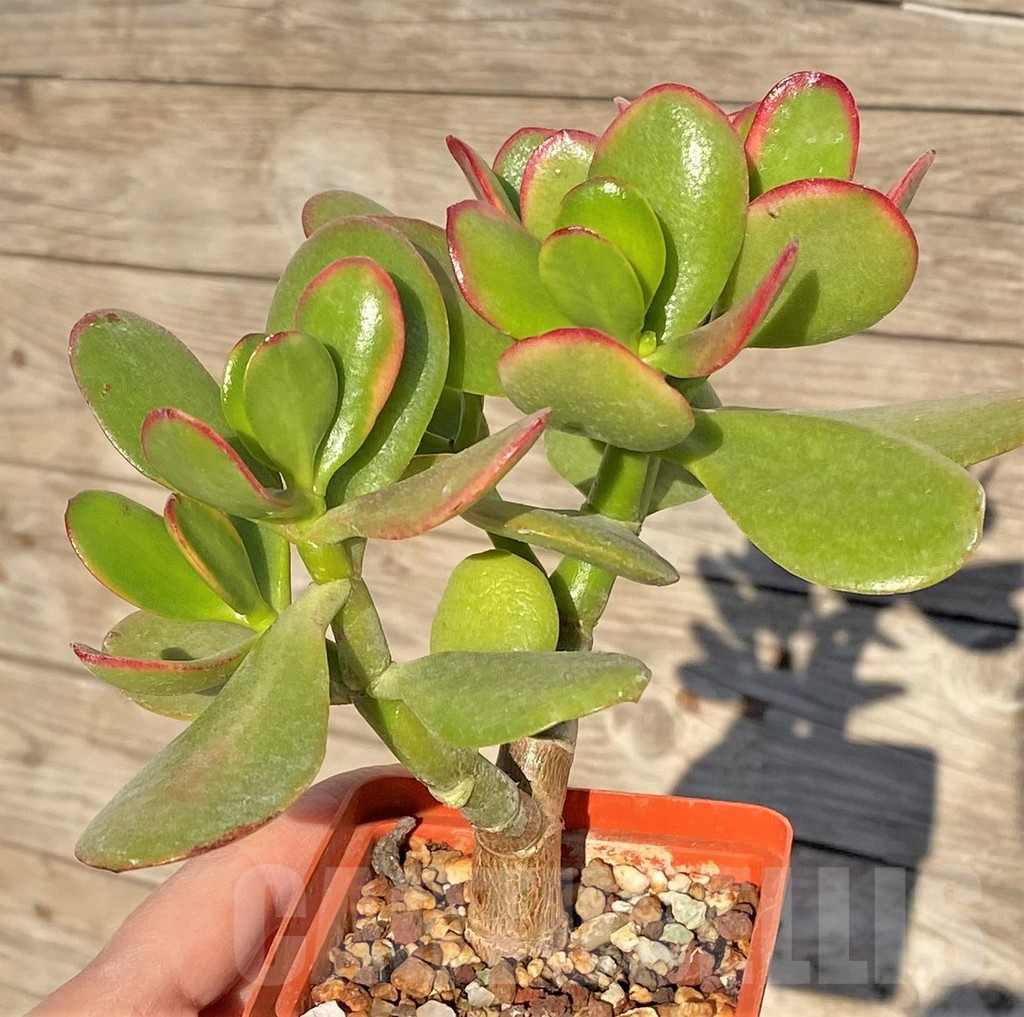 SHPR38839 Crassula ovata – Image 2