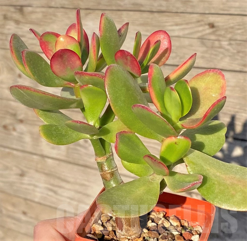 SHPR38839 Crassula ovata