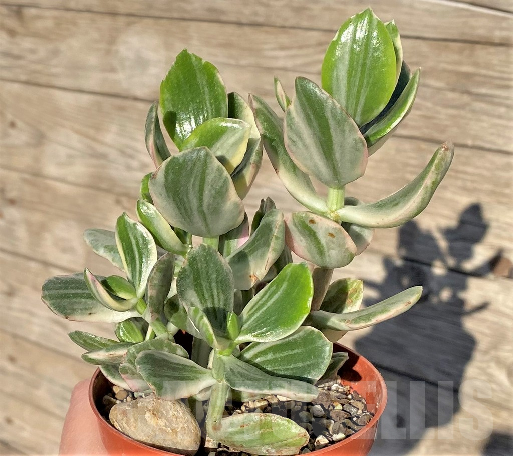 SHPR38840 Crassula ovata white f. variegata - Obrázek 2