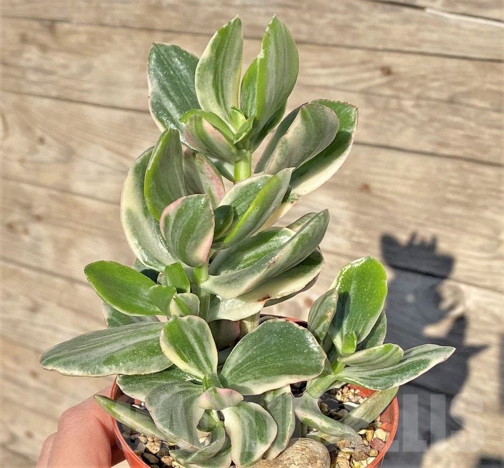 SHPR38840 Crassula ovata white f. variegata