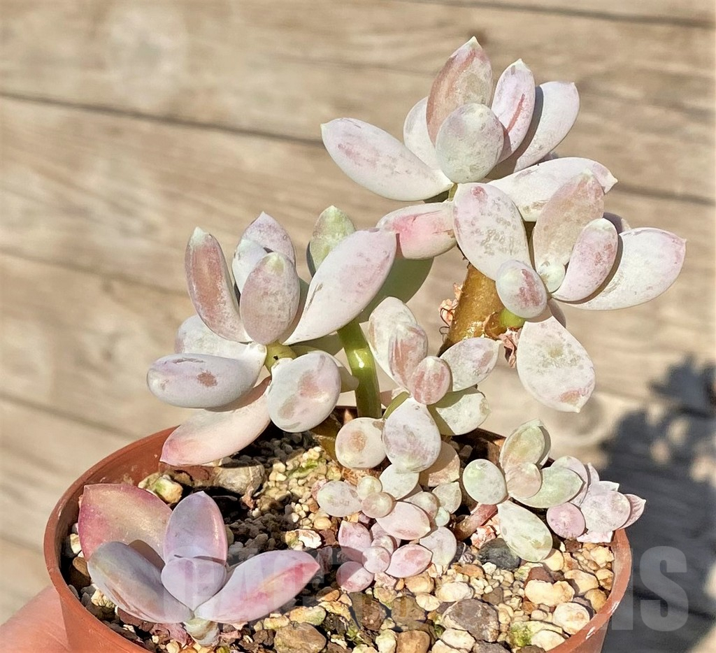 SHPR38841 Pachyphytum sp. – Image 2