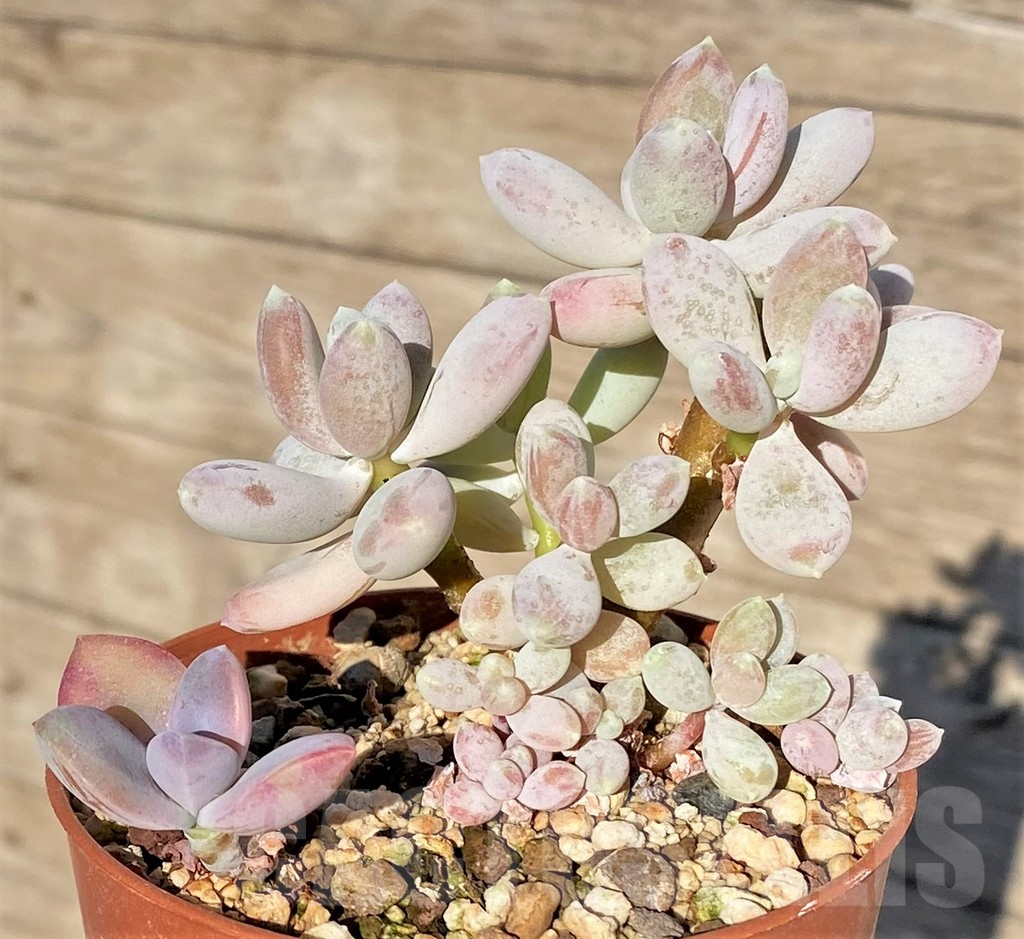 SHPR38841 Pachyphytum sp.