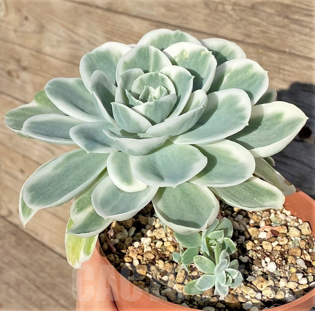 SHPR38816 Echeveria ‘Lemon Lime’ - Obrázek 2
