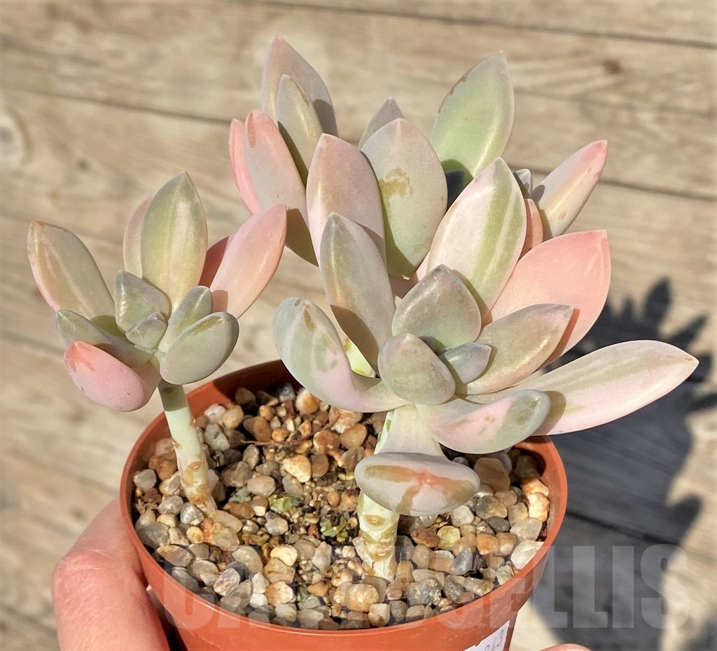 SHPR38843 Graptophytum ‘Supreme Variegatum’ – Image 2