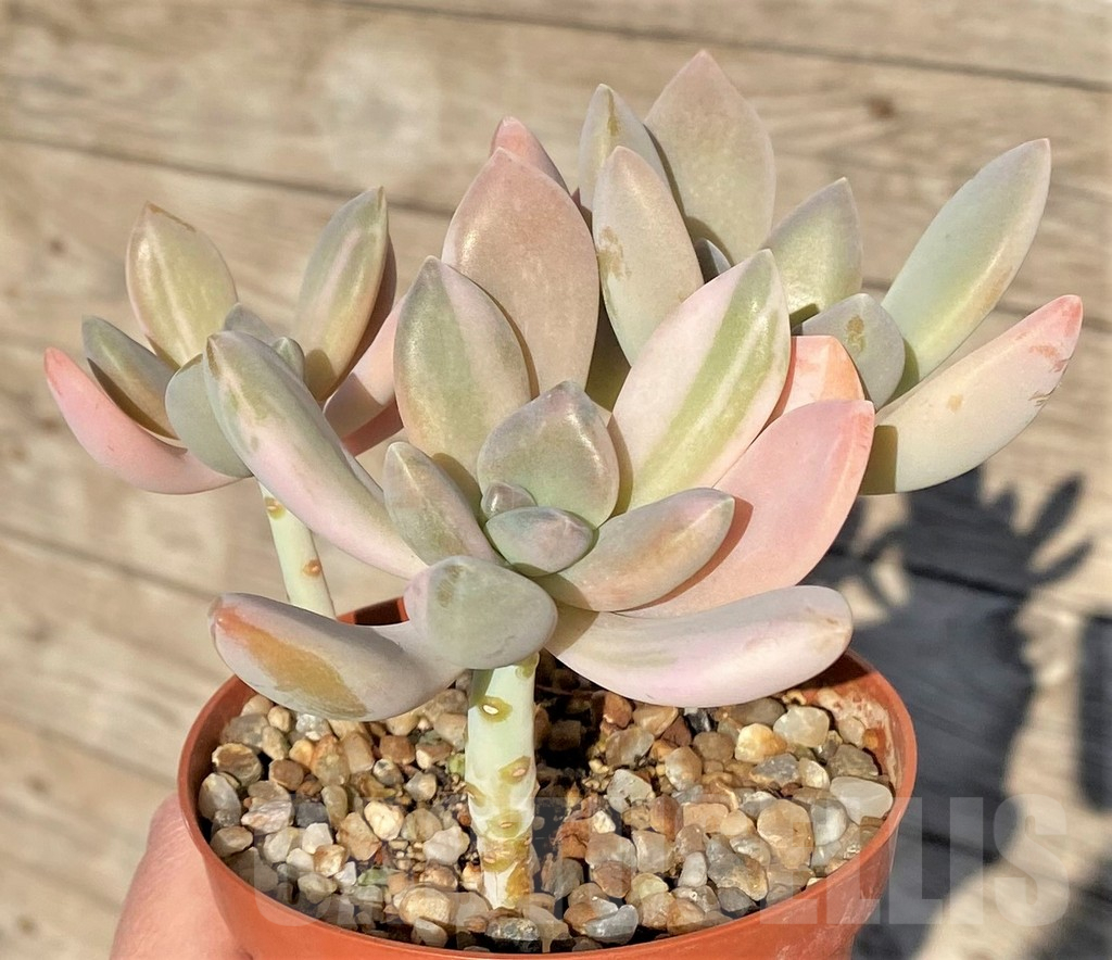 SHPR38843 Graptophytum ‘Supreme Variegatum’