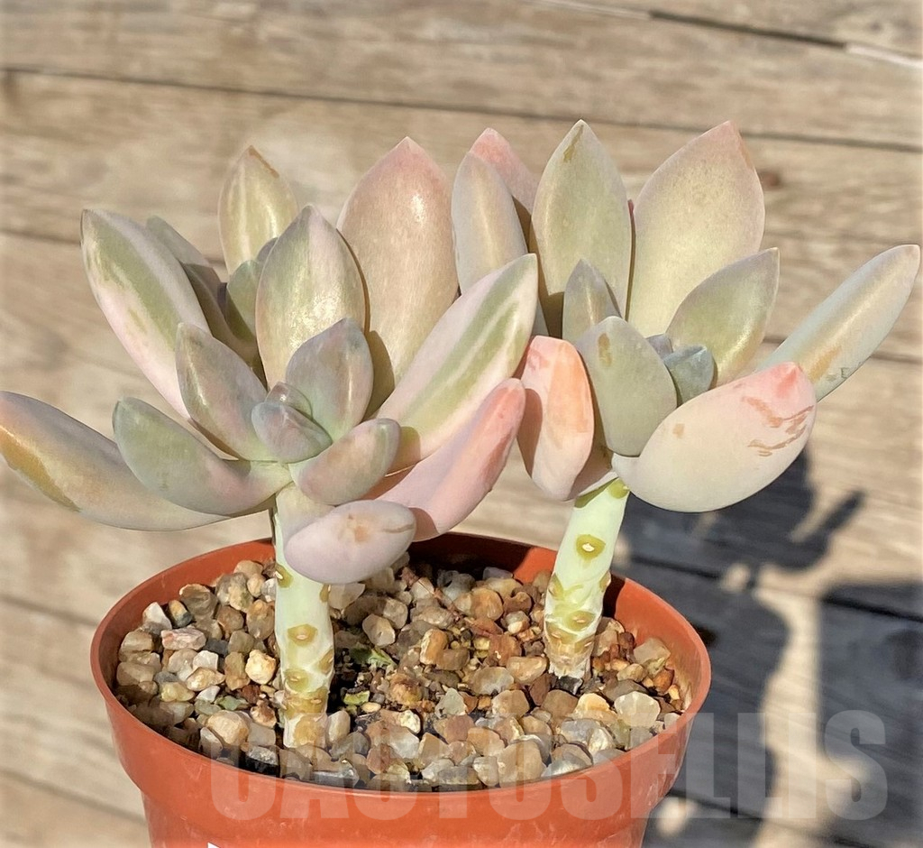 SHPR38843 Graptophytum ‘Supreme Variegatum’ – Image 3