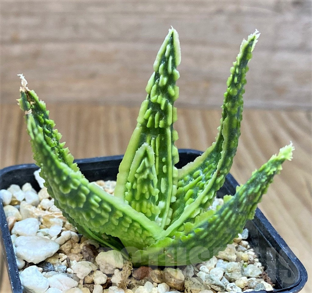 SHPR38924 Aloe TCT hybrid
