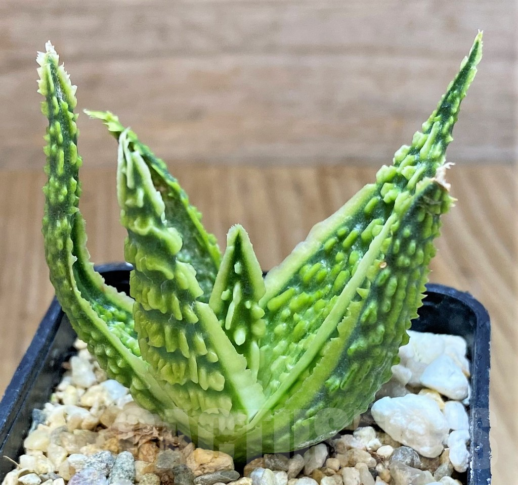 SHPR38924 Aloe TCT hybrid - Image 2