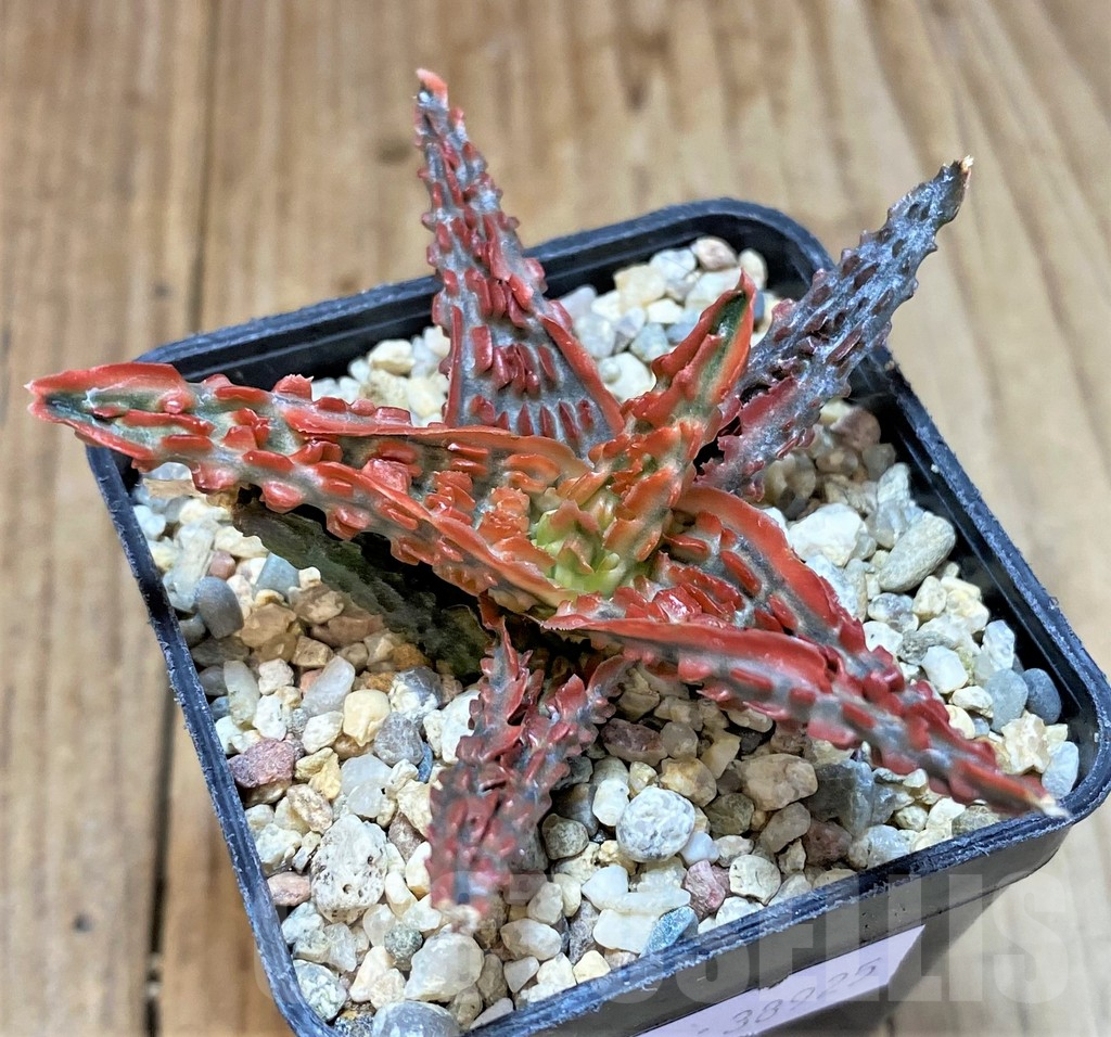 SHPR38925 Aloe TCT hybrid