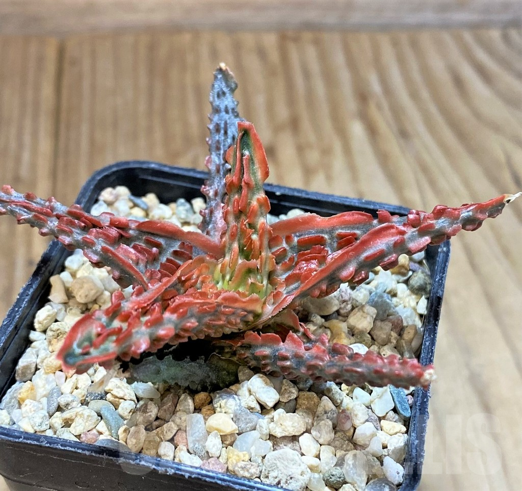 SHPR38925 Aloe TCT hybrid - Image 2