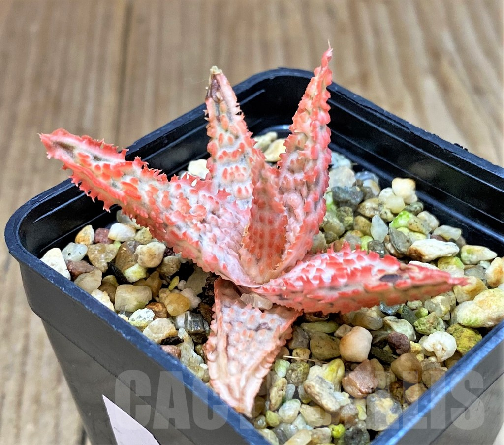 SHPR38926 Aloe TCT hybrid