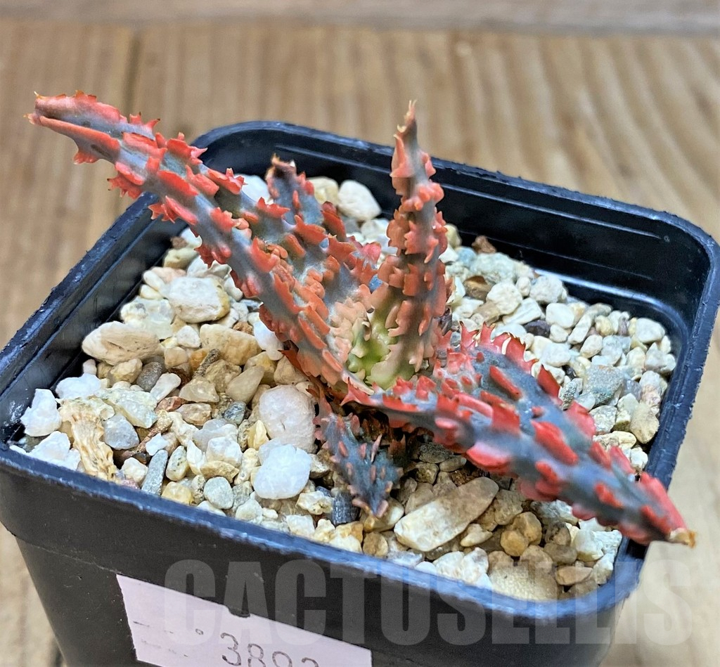 SHPR38934 Aloe TCT hybrid