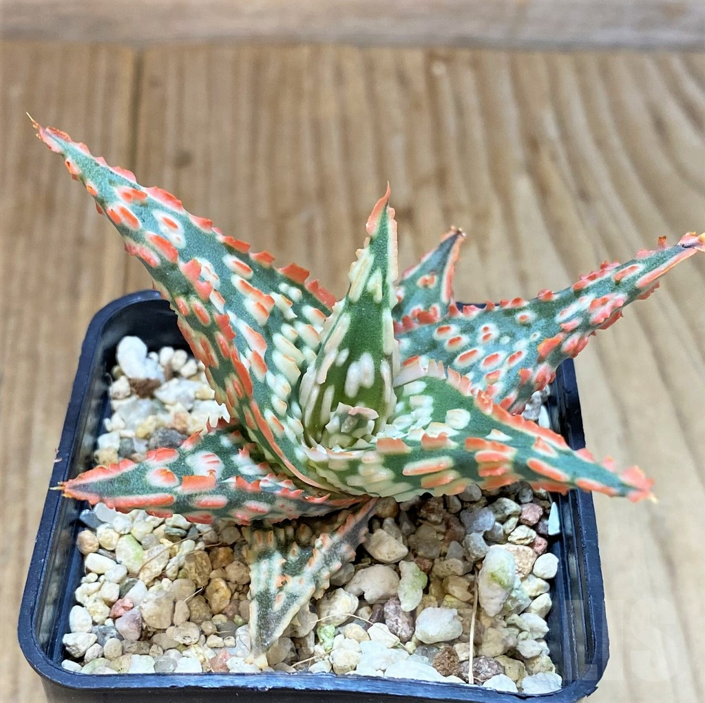 SHPR38935 Aloe TCT hybrid - Image 2