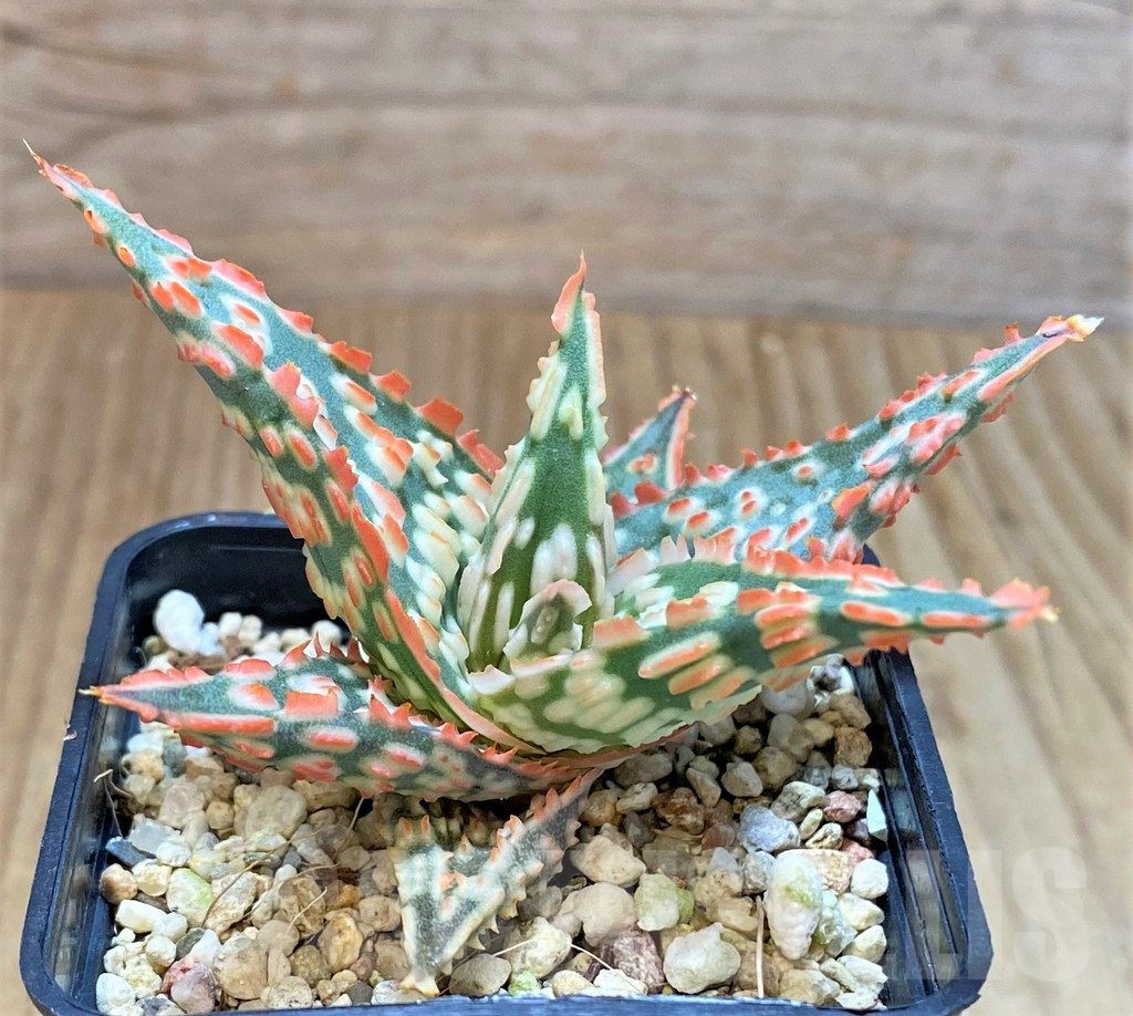 SHPR38935 Aloe TCT hybrid