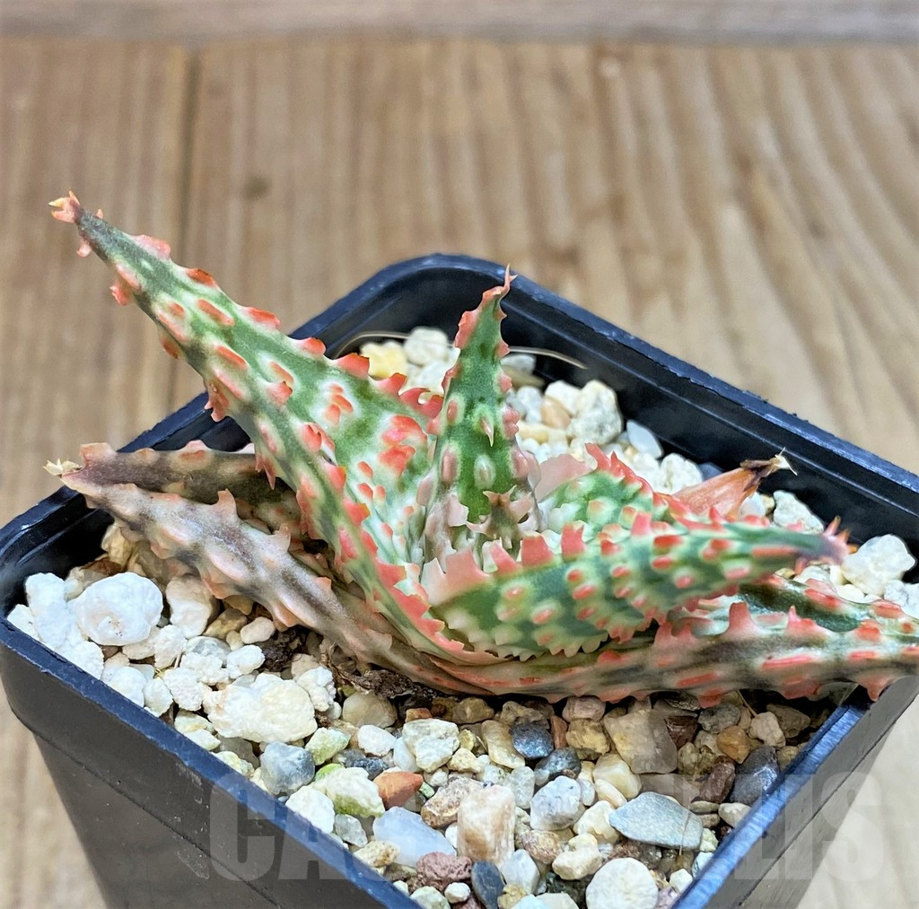 SHPR38936 Aloe TCT hybrid - immagine 2