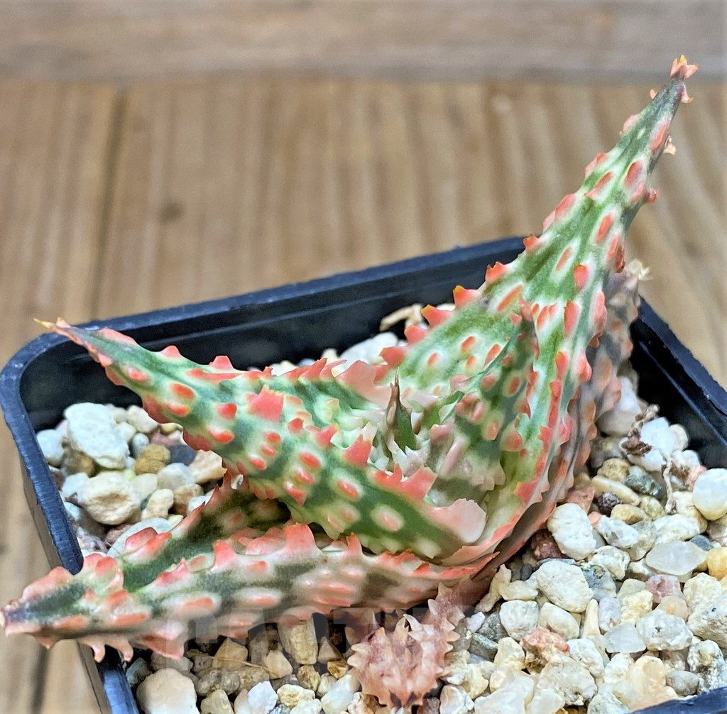 SHPR38936 Aloe TCT hybrid