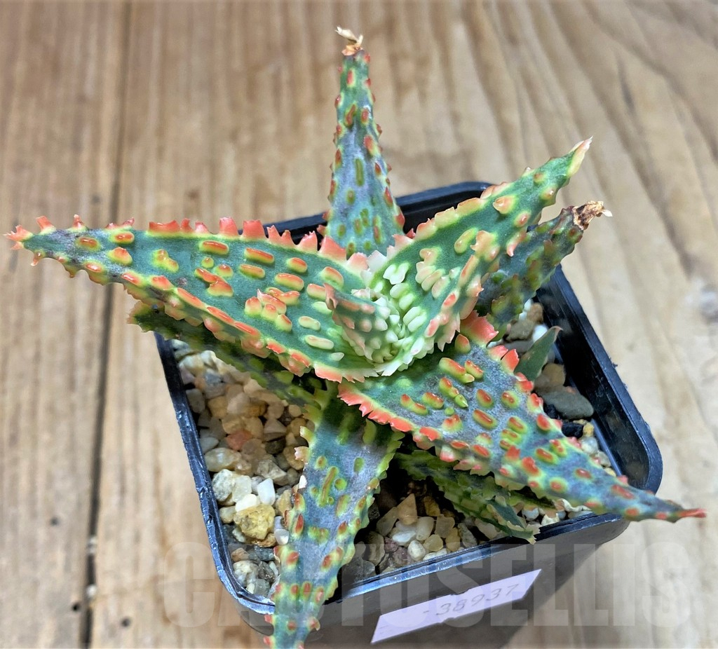 SHPR38937 Aloe TCT hybrid - immagine 2