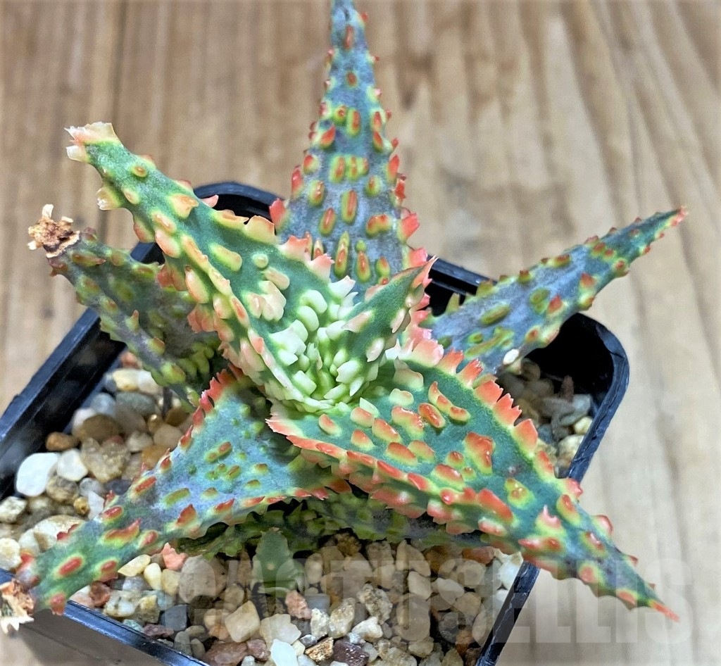 SHPR38937 Aloe TCT hybrid