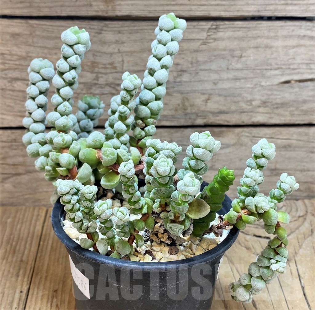 SHPR38984 Crassula deceptor - Image 3