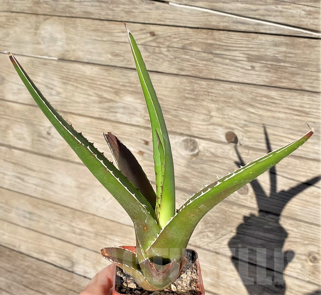 SHPR38988 Agave triangularis - Image 2