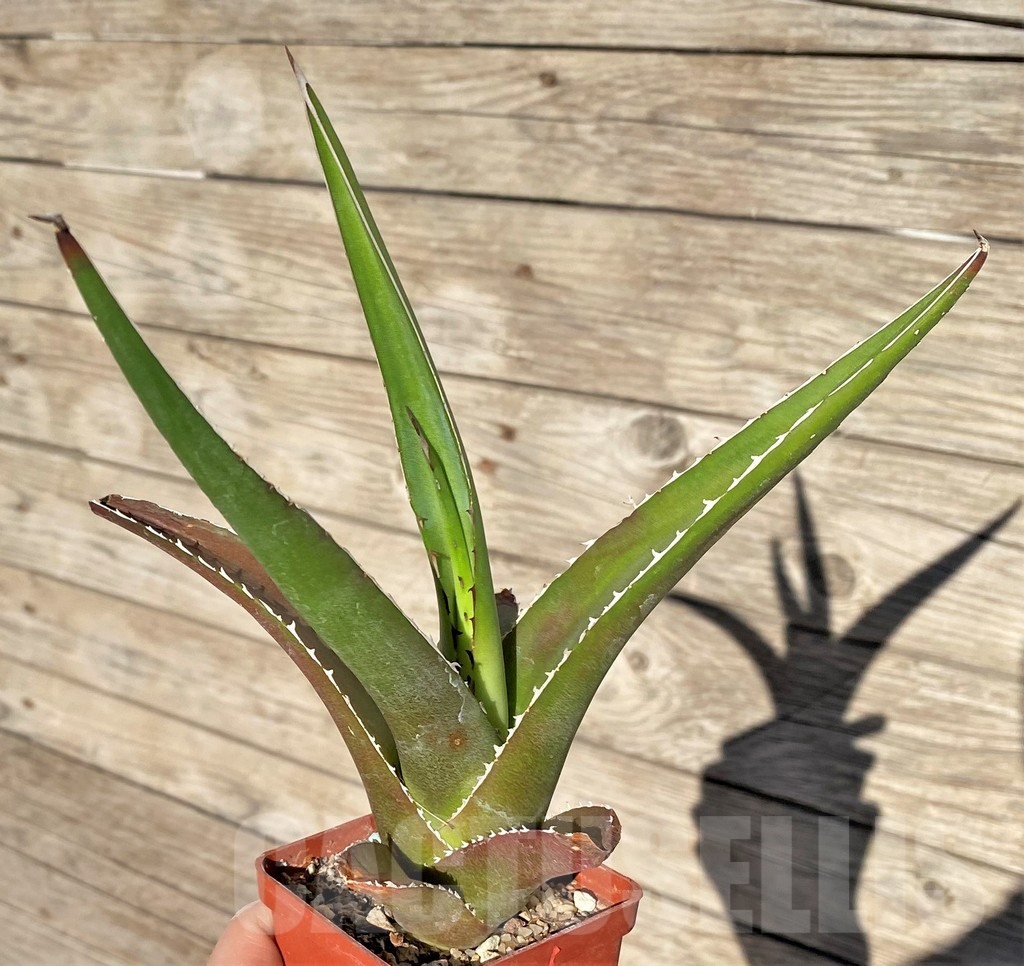 SHPR38988 Agave triangularis