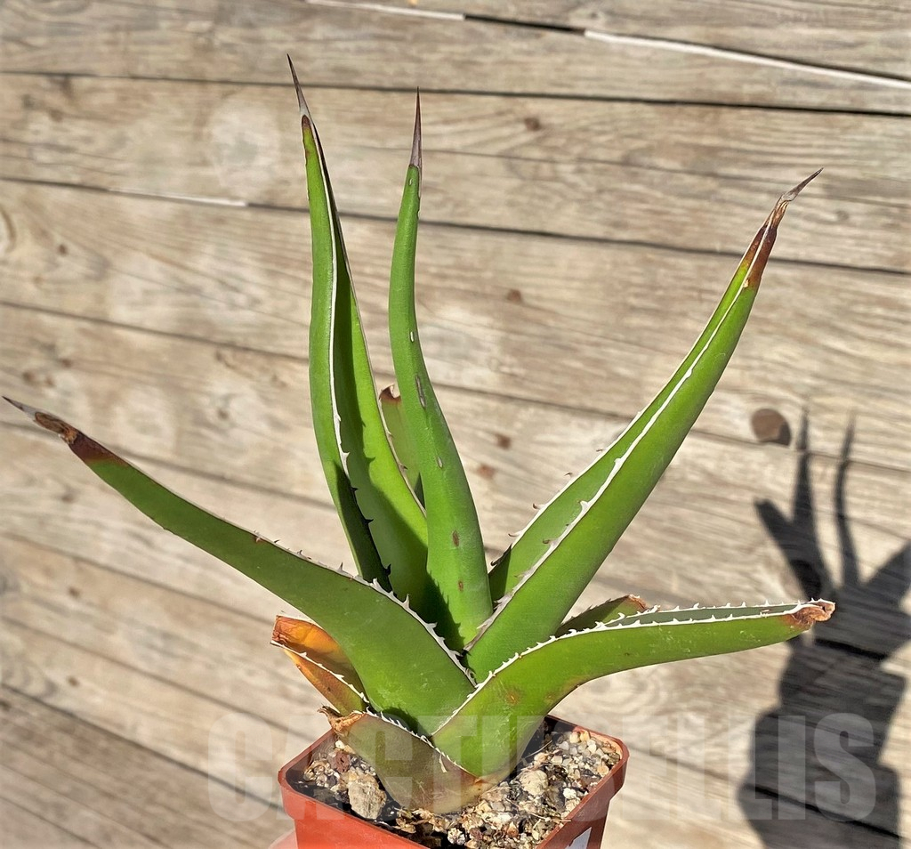 SHPR38989 Agave triangularis - Image 2
