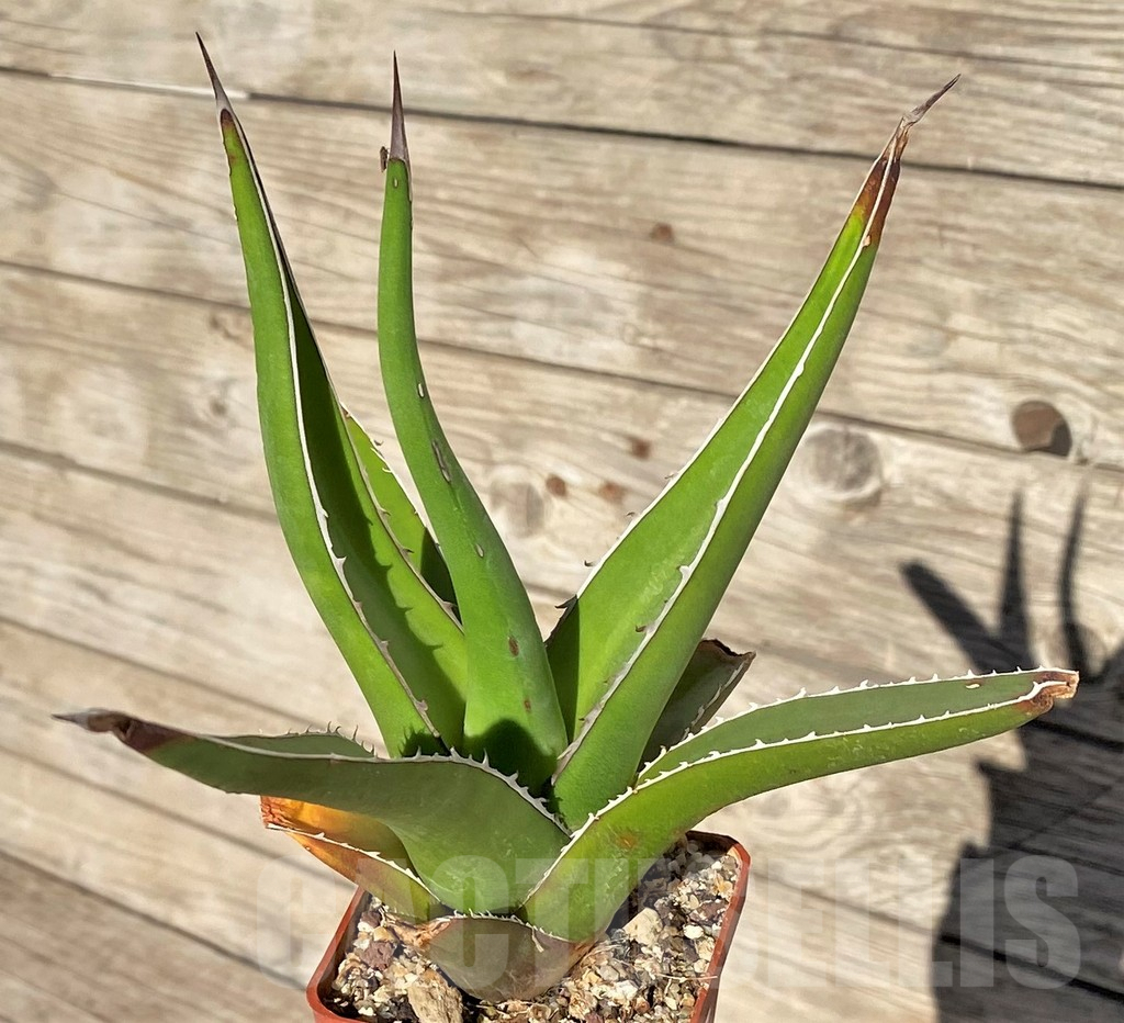 SHPR38989 Agave triangularis