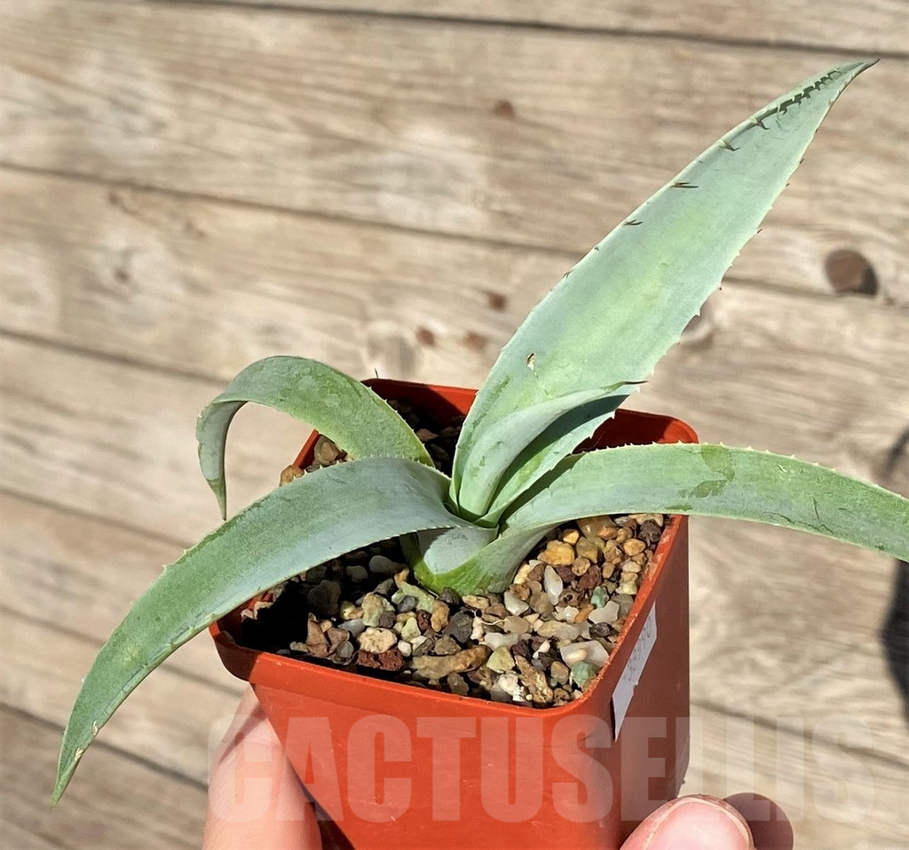 SHPR38990 Agave azureus - Image 2