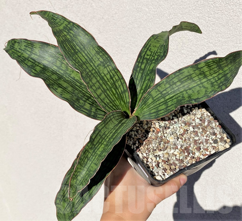 SHPR38985 Sansevieria 'Cleopatra'