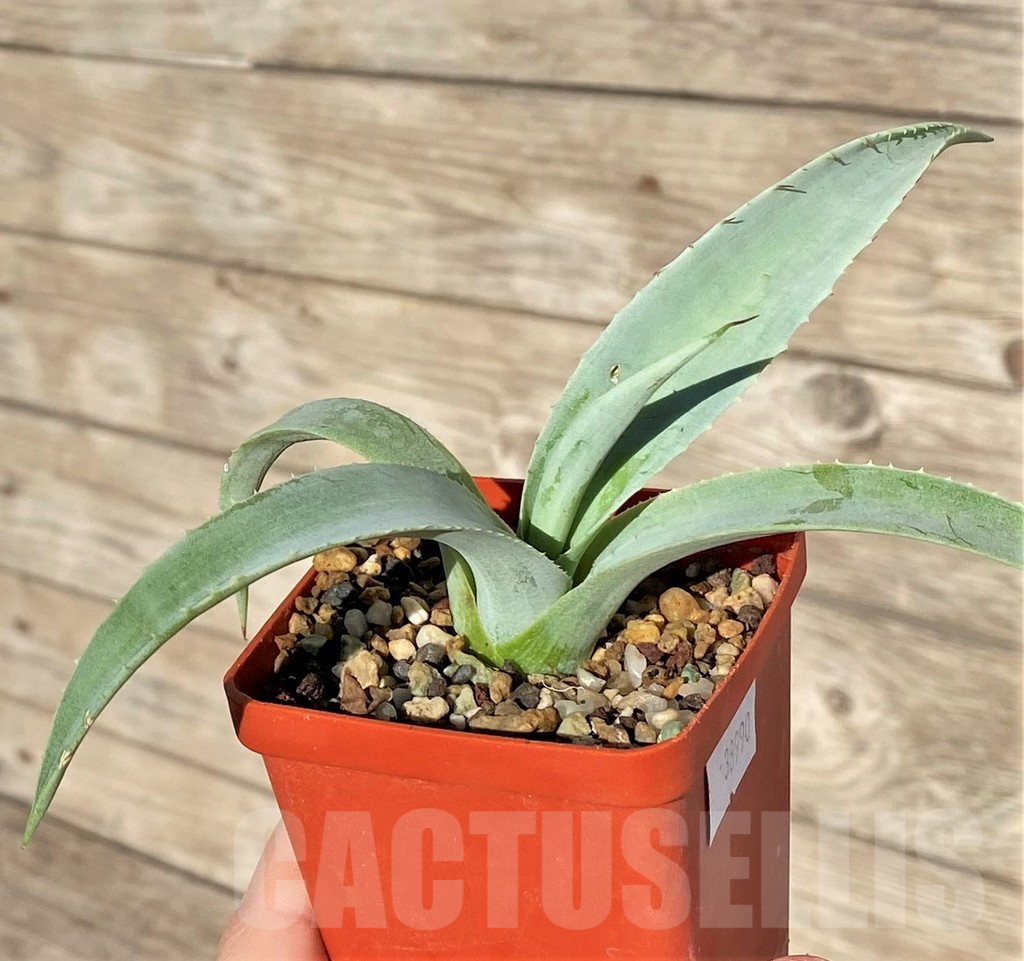 SHPR38990 Agave azureus