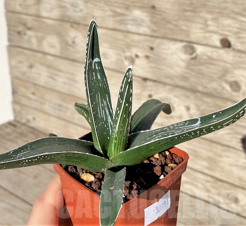 SHPR38991 Agave pintilla - Imagen 2