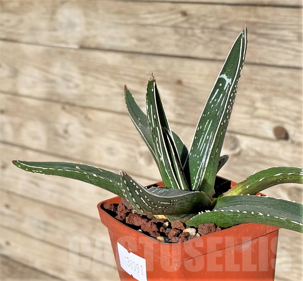 SHPR38991 Agave pintilla