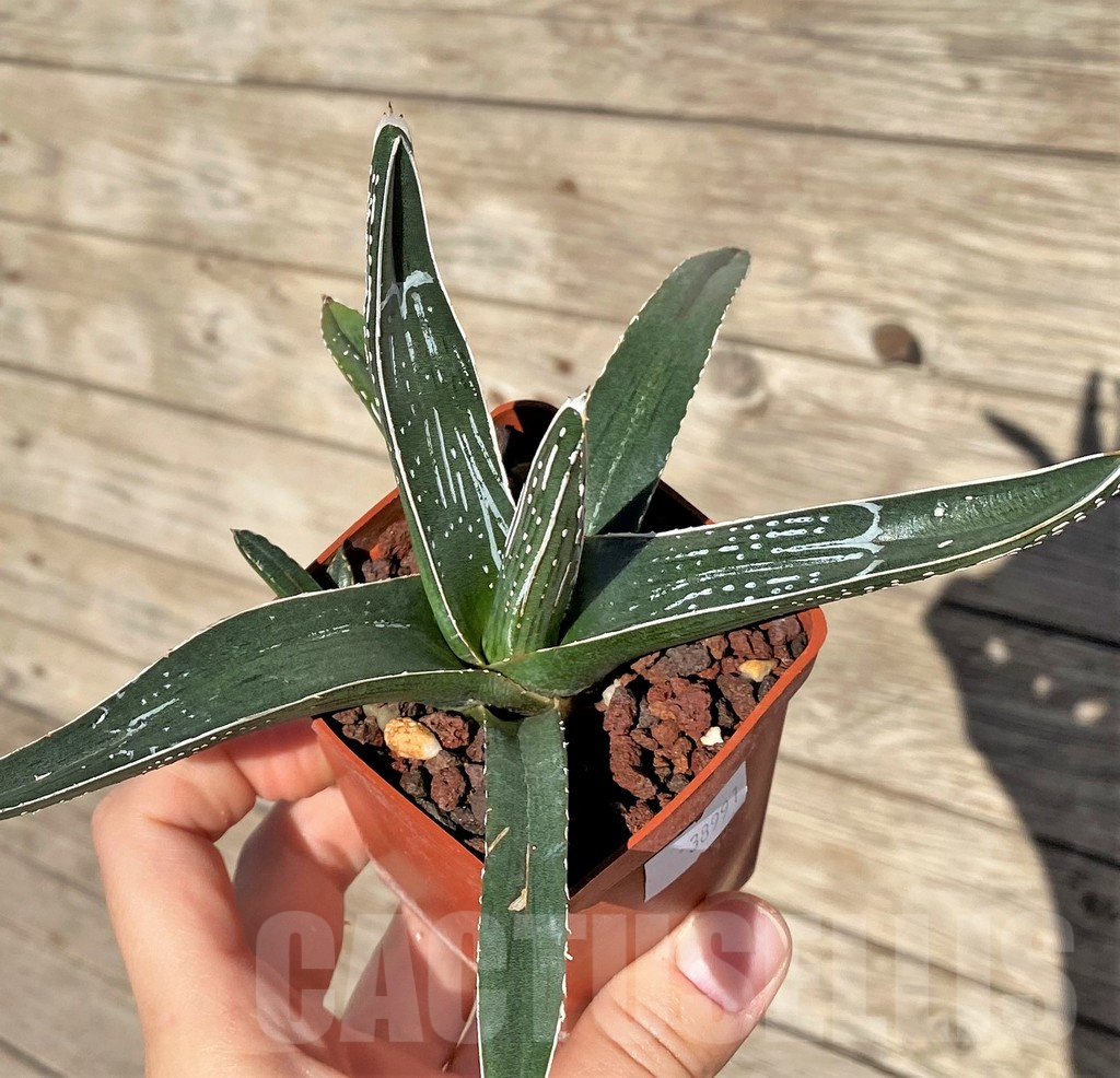 SHPR38991 Agave pintilla - Imagen 3