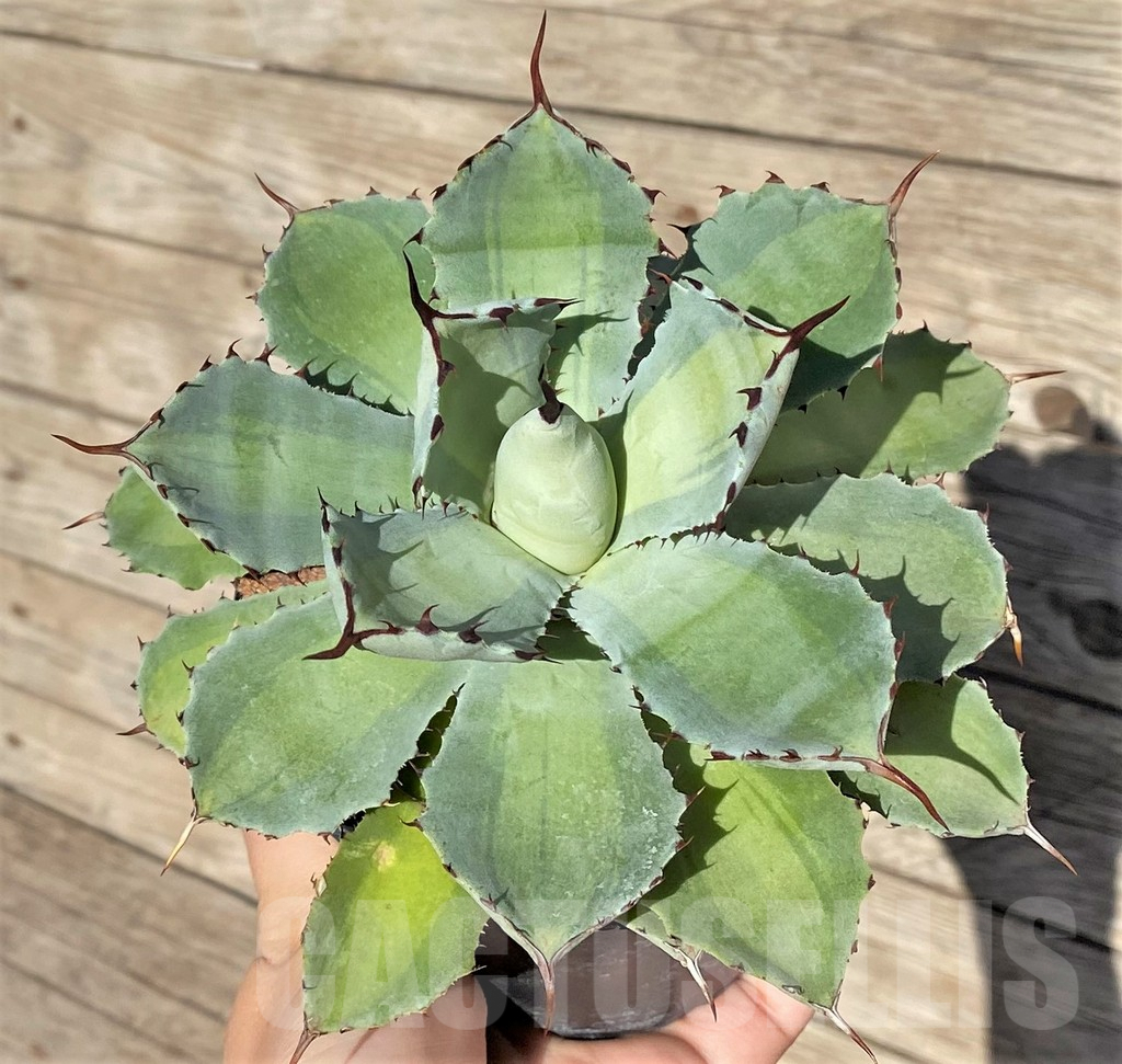 SHPR38992 Agave potatorum ‘Lime Green’ - Image 2