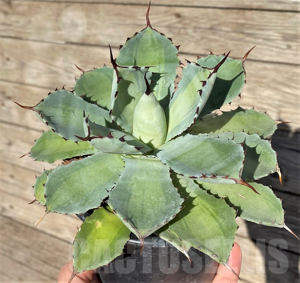 SHPR38992 Agave potatorum ‘Lime Green’ - Image 3