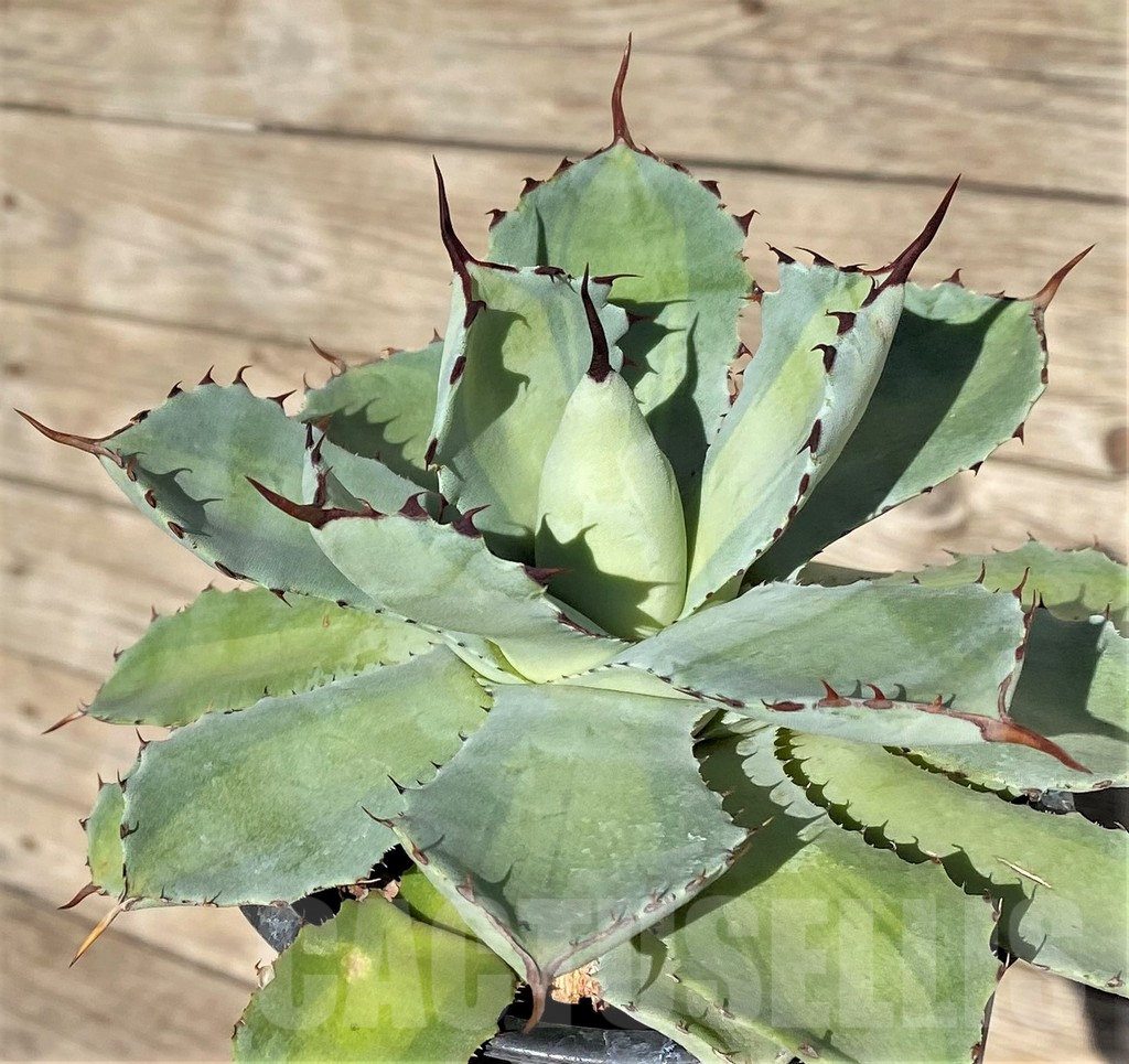 SHPR38992 Agave potatorum ‘Lime Green’
