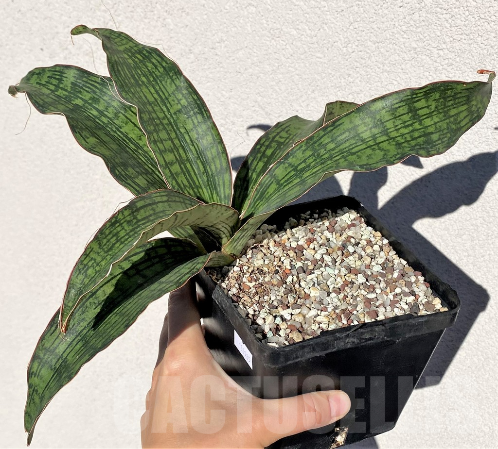 SHPR38985 Sansevieria 'Cleopatra' - Image 2